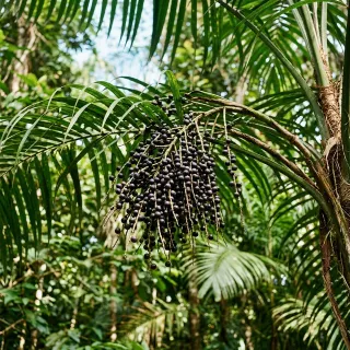 Acai-Beeren in Trauben an einer Palme